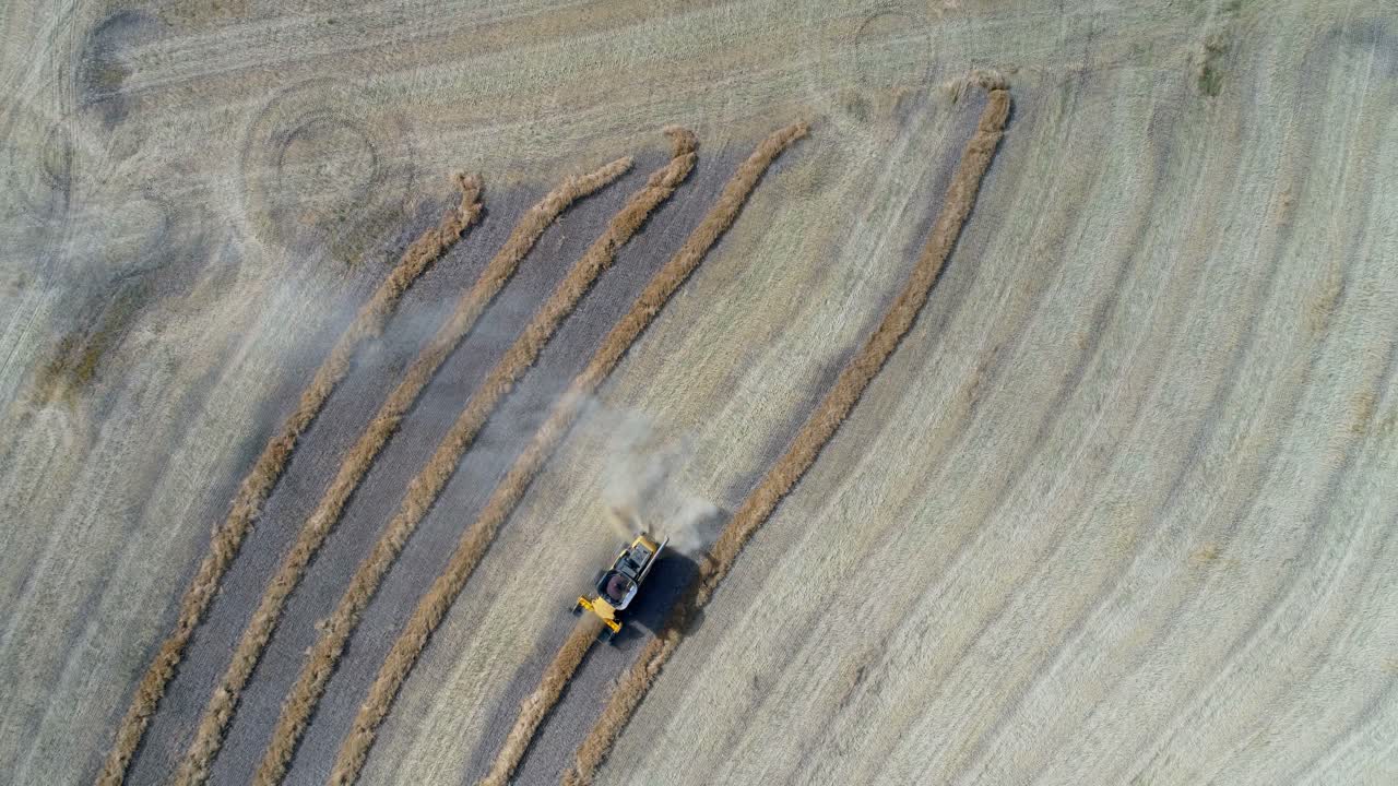 cosechadora combinada cosechando los cultivos en el campo 4k