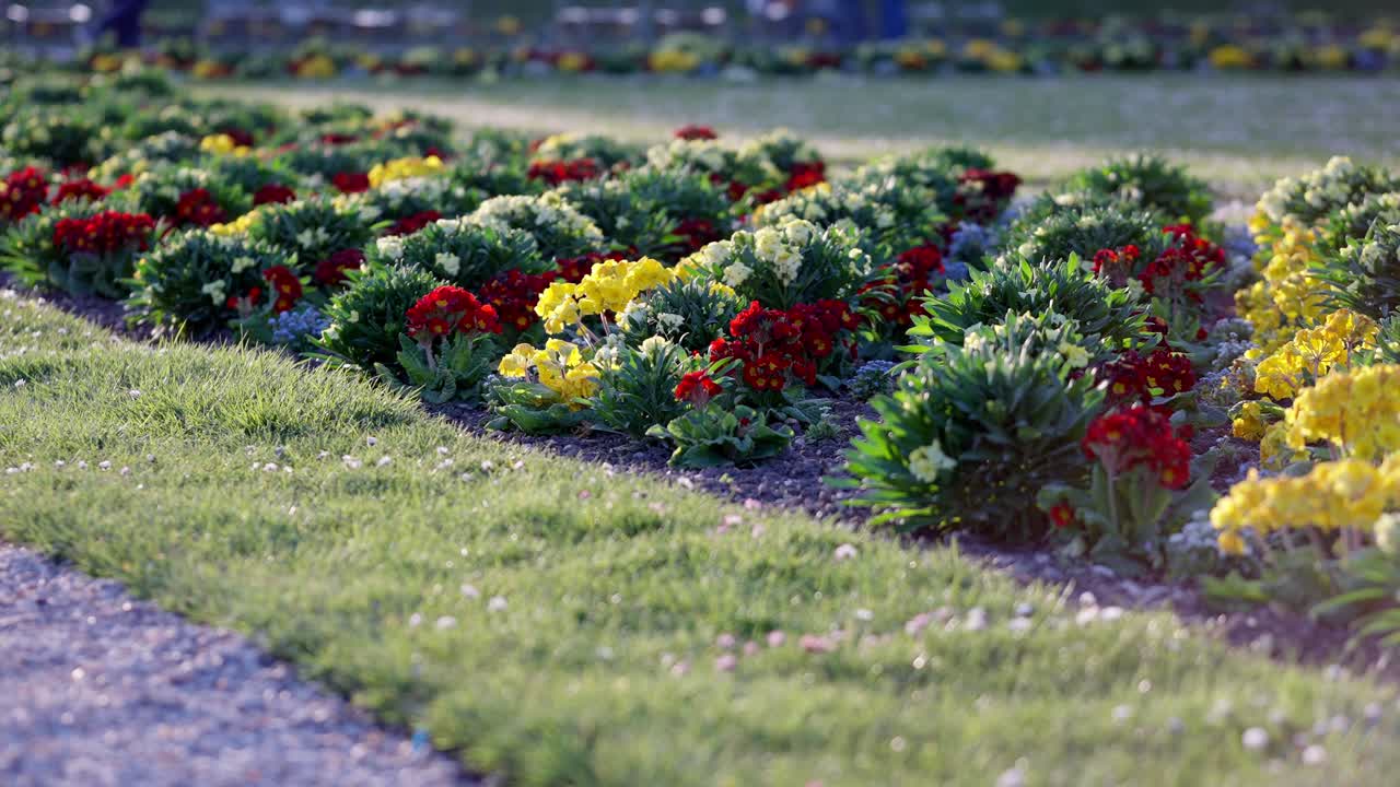 Close up view of Luxembourg Garden flowers during summer sunset.