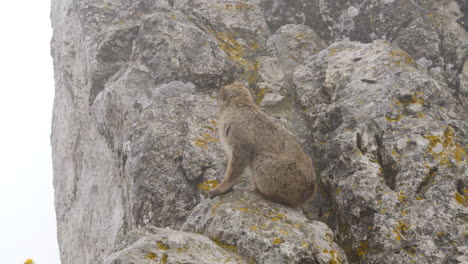 mono de gibraltar en la roca, macaco bárbaro primate en un día de niebla