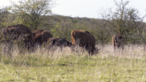 European-bison-bonasus-herd-grazing-in-a-grassy-steppe,windy,Czechia
