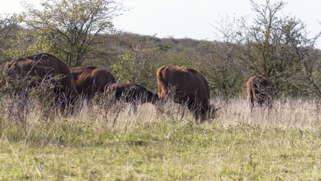 Europäischer-Bison-Bonasus-Herde-Weiden-In-Einer-Grasbewachsenen-Steppe,-Windig,-Tschechien