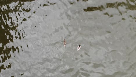 Aerial-overhead-shot-of-2-ducks-paddling-on-a-lake