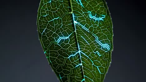 hoja de tecnología