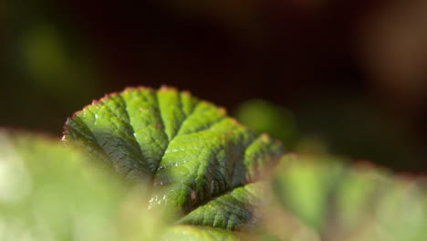 Fly-flying-off-a-leaf