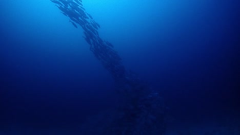 como un tornado, este cebo de bola de peces escanea el fondo del océano