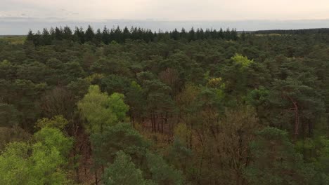 Serene-woodlands-scenery,-countryside-location,-forest-greenery,-aerial