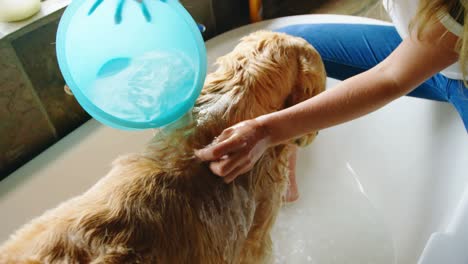 Frau-Wäscht-Ihren-Hund-Im-Badezimmer-Zu-Hause-4k