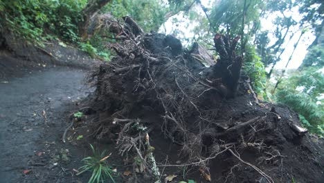 slow-motion rotating close up of the roots and branches oof a tree in nature