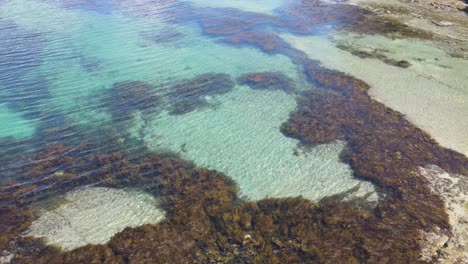 drone aerial over tropical blue water with kelp sea weed grass on sunny summer day