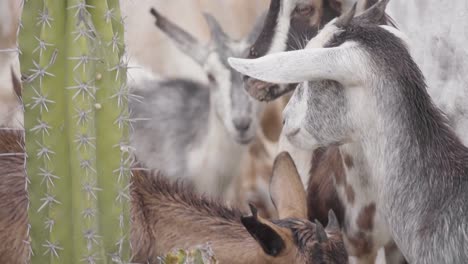 Group-Of-Domestic-Goats-Eating-Next-To-Spiky-Cactus