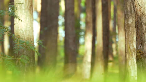 árboles iluminados por el sol con una textura de corteza enfocada en medio de un fondo de bosque borroso, que retrata un ambiente sereno de bosque