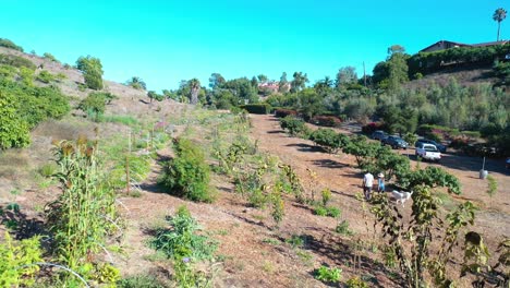 Aerial-Wie-Ein-Mann-Und-Eine-Frau-Zusammen-Mit-Ihren-Hunden-Durch-Eine-Lokale-Bio-Farm-In-Santa-Barbara,-Kalifornien,-Spazieren-Gehen