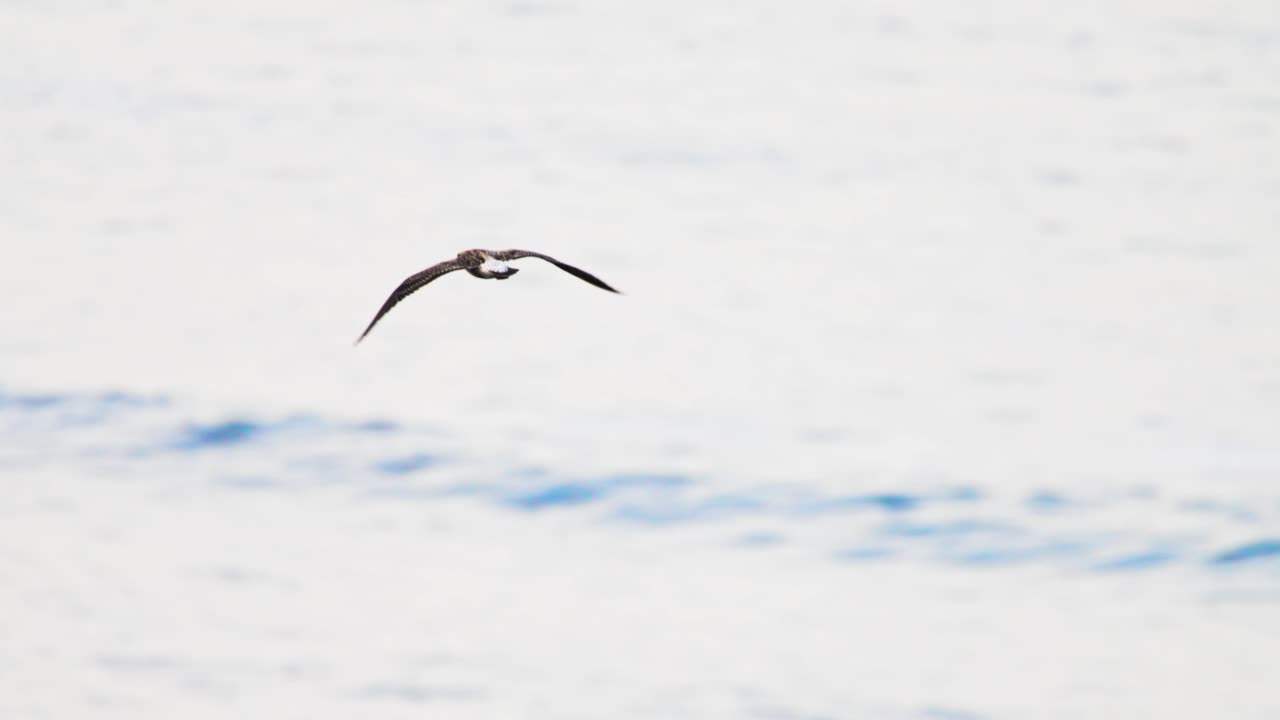 Flying bird soaring in the sky, with wide wings spread above a blurred background