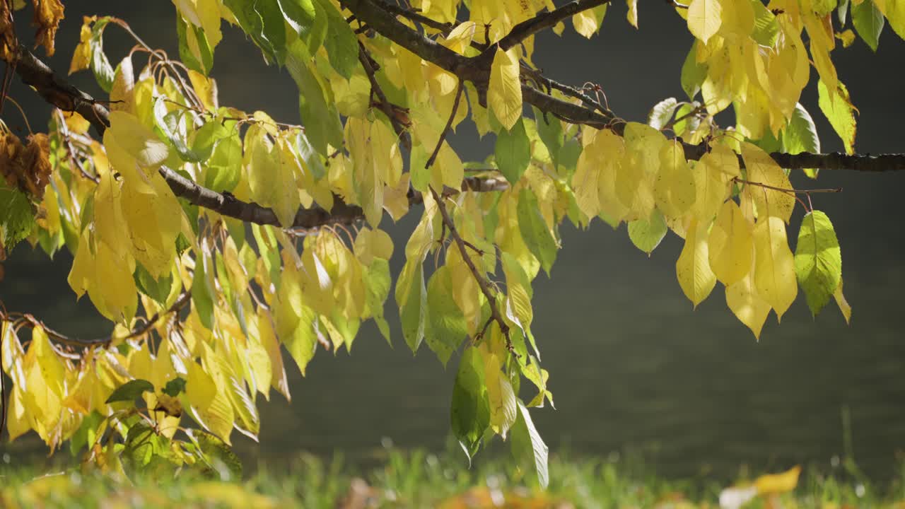 A close-up view of the colorful green and yellow leaves of the cherry tree