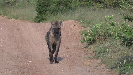 Una-Hiena-Manchada-Corriendo-Por-Un-Camino-De-Tierra-Hacia-La-Cámara