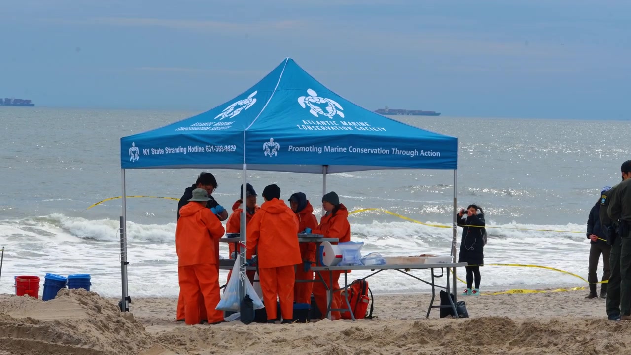 Nova York, EUA, 1 de abril de 2026: Tenda da Atlantic Marine Conservation Society no local de encalhe de baleias. Cientistas processando amostras sob uma tenda azul da AMCS durante uma operação de necropsia de baleia.