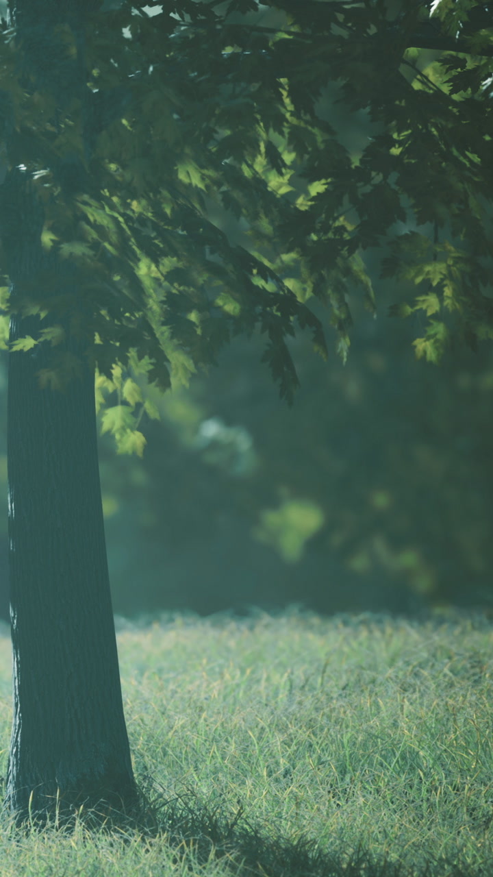 Trees in a green field during daytime in a natural setting with sunlight