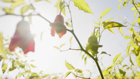 Close-up-of-plants-in-sunny-garden,-slow-motion