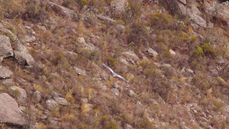 Magnífica-águila-Ratonero-De-Pecho-Negro-Ladeándose-Y-Dando-Vueltas-Dentro-Del-Cañón-Inspeccionando-El-Fondo