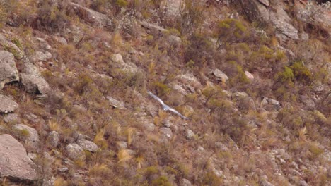 magnífico águila buitre de pecho negro inclinándose y dando vueltas dentro del cañón inspeccionando el fondo