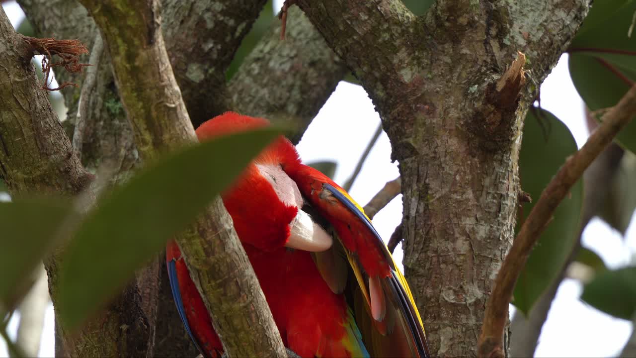 una foto de cerca de un guacamayo escarlata, ara macao, posado en la bifurcación del árbol, limpiando y arreglando sus plumas, especies de aves sufrieron la extinción local debido a la captura para el comercio ilegal de loros
