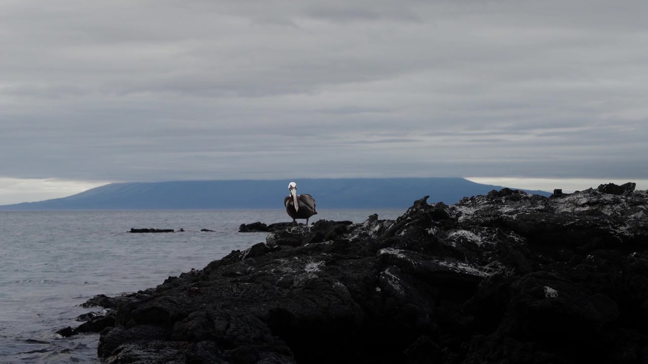Un pellicano siede su rocce laviche nelle Galápagos (4K).