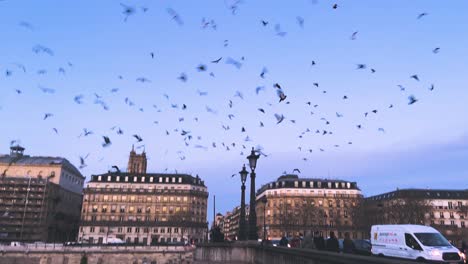 flocks of birds and pigeons flying over the historical buildings near the pont neuf during the golden hour in paris, france.  -wide shot