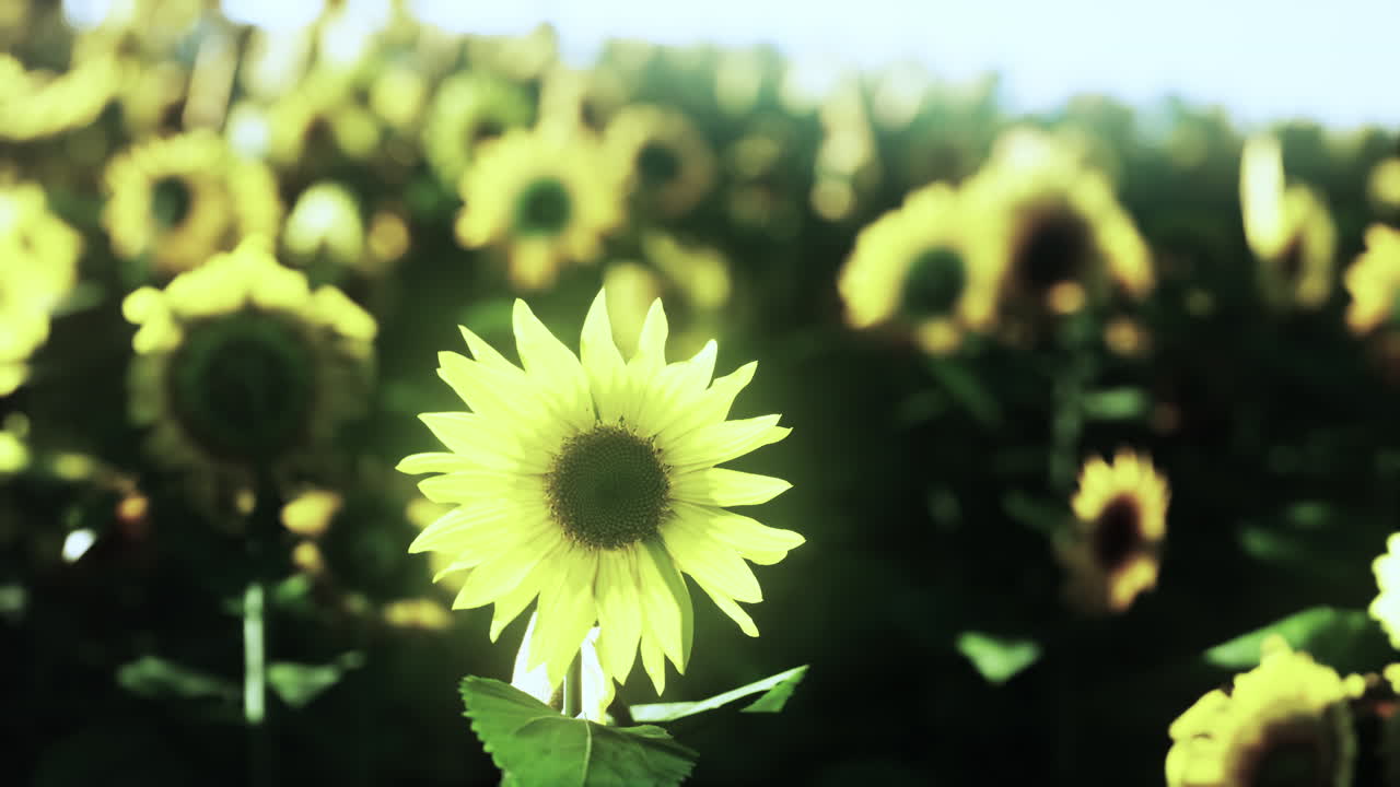 해바라기  ⁇ 과 해가 지는 곳