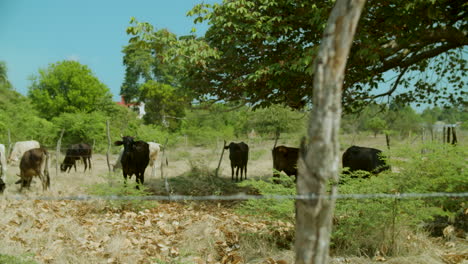 sunny countryside landscape black and white cows grazing, shot behind wire fence