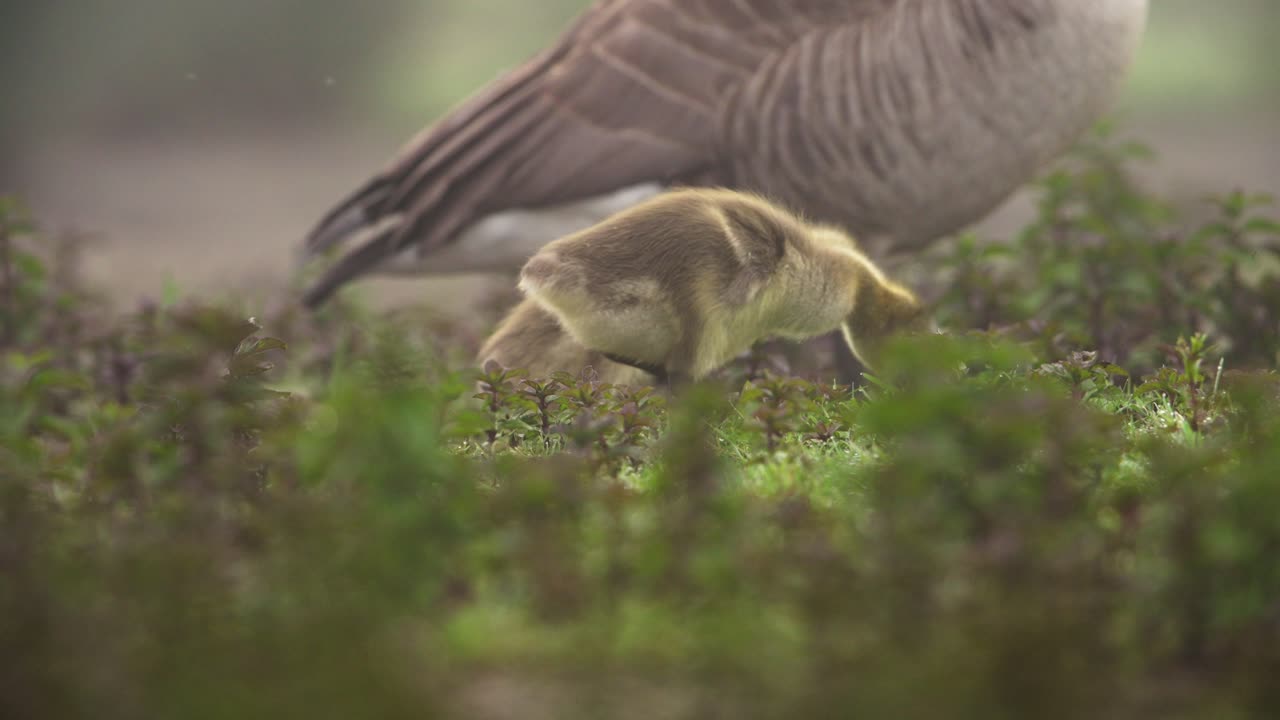 Canada Geese and Goslings