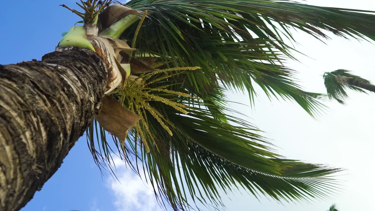 Palm tree leaves under the Carribean wind