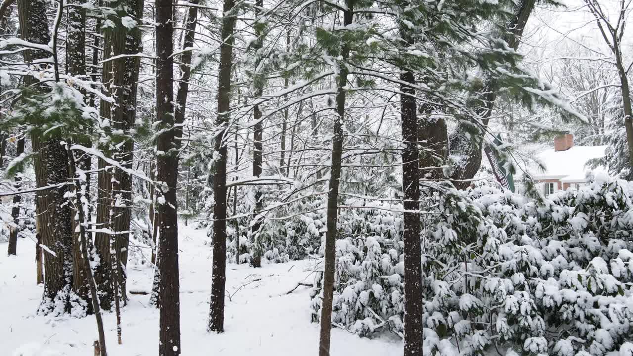 이른 3월의 폭풍 후 숲과 나무에 달라붙는 빽빽한 눈