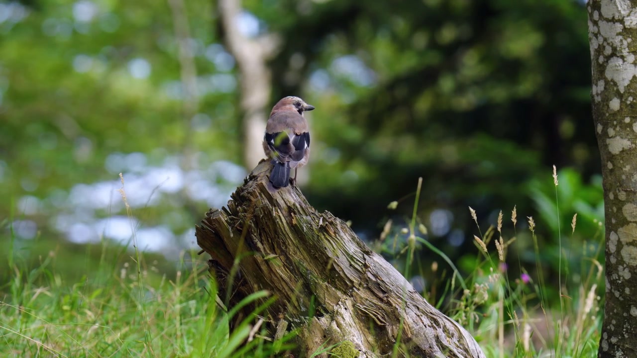 Una ghiandaia eurasiatica selvatica è appollaiata nella foresta della regione di Gorski Kotar in Croazia, circondata dal suo habitat boschivo naturale - primo piano