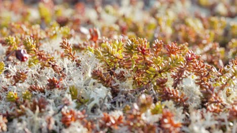 クラドニア・ランジフェリーナ (cladonia rangiferina) は,トナカイのカップ・リチェンとしても知られています.