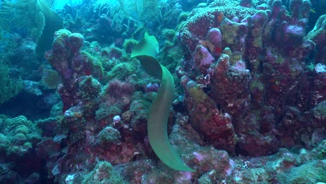 a green morray eel swims away from the camera, camera follows the eel over the reef, swimming by hard and soft colorful corals. the body of the eel ripples back and forth as it swims