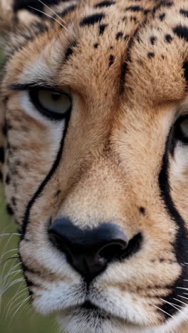 close-up of a cheetah's face