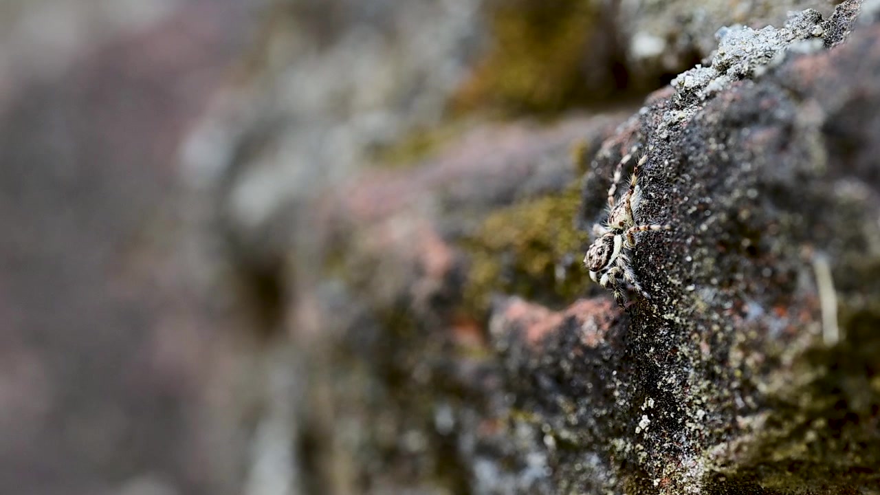 Piccolo ragno salticide posato con calma su uno sfondo di muro ruvido in un ambiente naturale esterno
