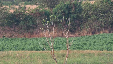 Moustached-Parakeet,-Psittacula-alexandri