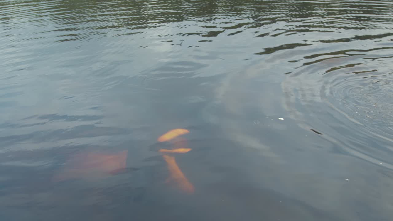 Young man swimming through camera frame underwater in lake