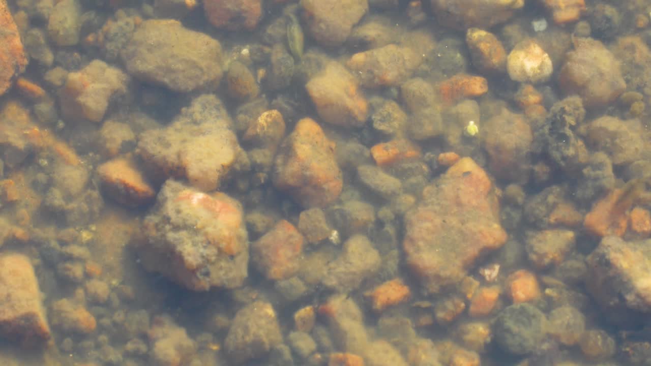 Static macro video of fairy shrimp in vernal pools on top of Enchanted Rock in Texas