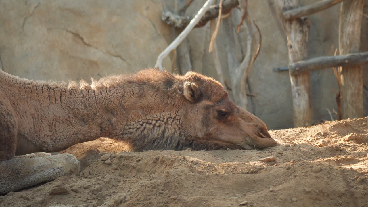camello dromedario yace en el suelo en su recinto en el zoológico de san diego, california, estados unidos
