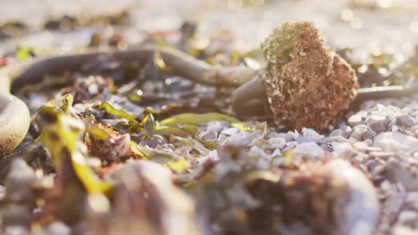 Close-up-view-of-flower-on-the-rocks-near-the-sea