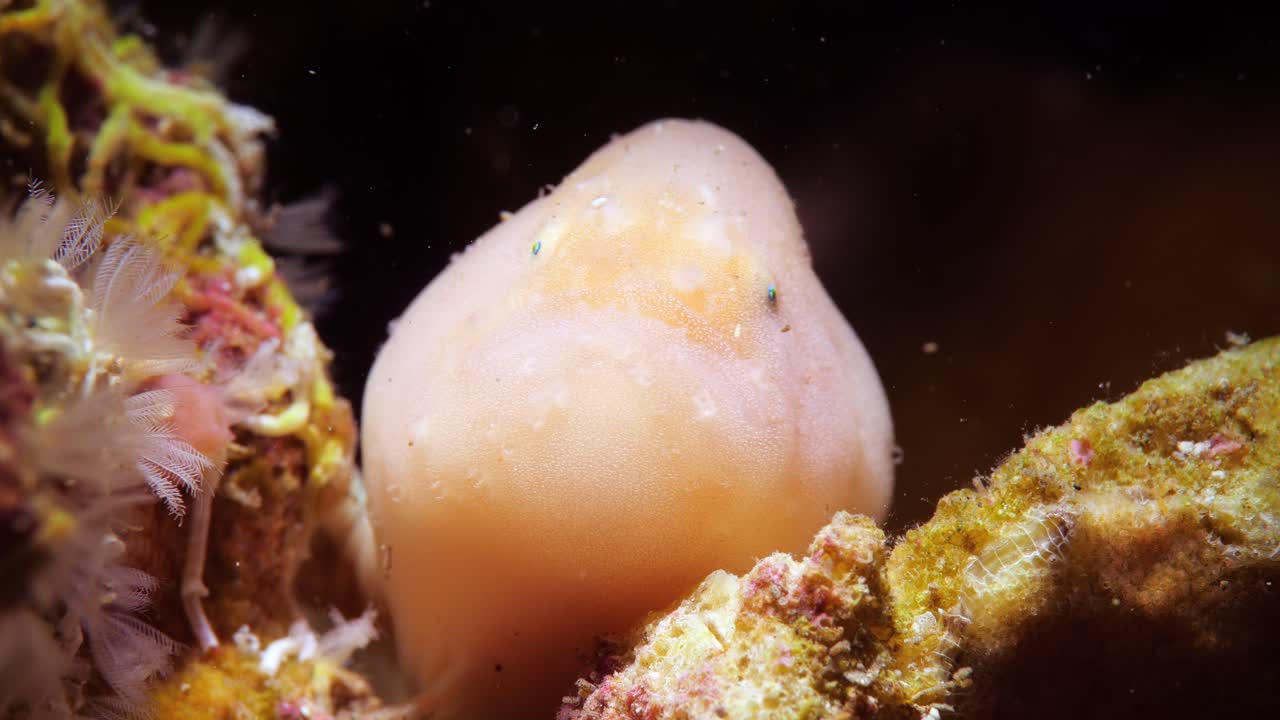 rape sin varilla histiophryne narungga sur de australia 4k 25fps