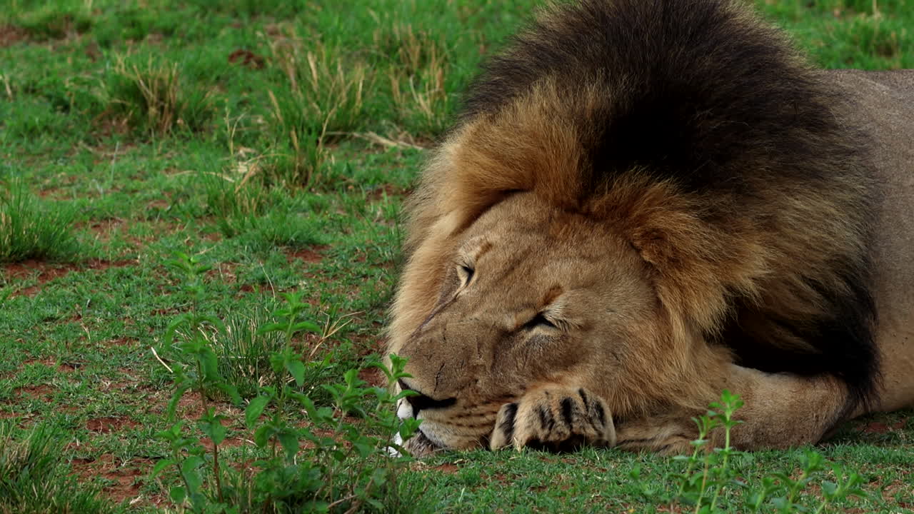 Male African lion with dark mane fast asleep on grassy field, telephoto