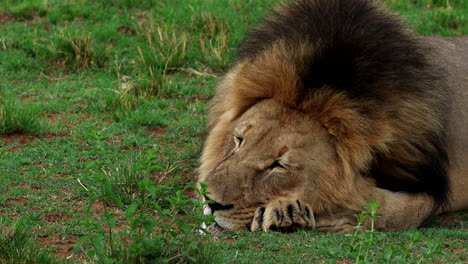 un león africano macho con una melena oscura durmiendo profundamente en un campo de hierba, telefoto