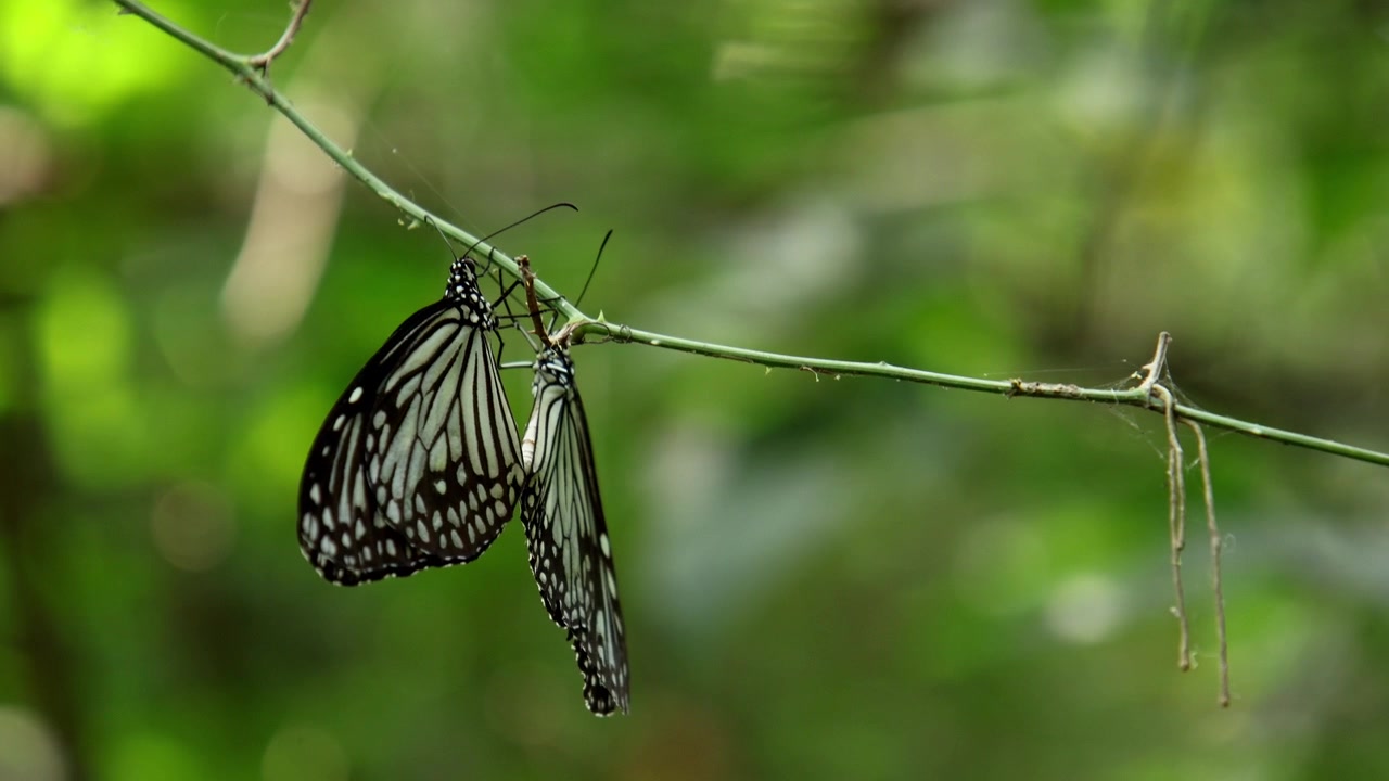 Close-up video of a glassy tiger butterfly pair, Parantica aglea, mating while resting on a tree branch in a natural forest habitat during summer in Himachal Pradesh, India.
