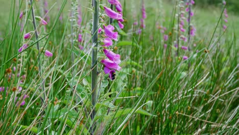 busy bee pollinating foxglove flowers in the countryside, uk