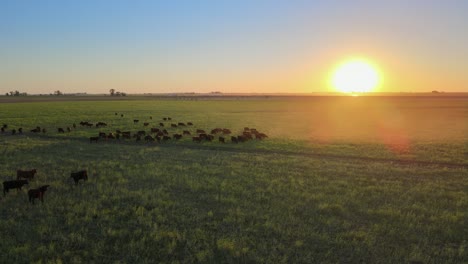 Stationäre-Luftaufnahme-Einer-Herde-Von-Hausrindern,-Die-Sich-Zur-Mitte-Hin-Gruppieren,-Wobei-Die-Sonne-Langsam-Unter-Dem-Horizont-Untergeht,-Landschaft-Der-Landwirtschaftsindustrie