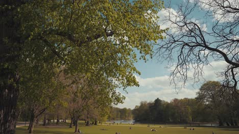 beautiful city park on summer day, trees blowing in breeze at golden hour