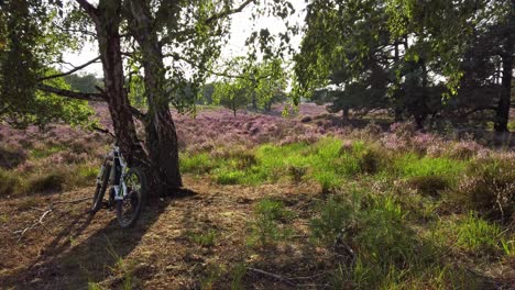 Slow-shot-and-walking-in-purple-blossoming-heathland,-National-Park-De-Meinweg,-Netherlands---4k60p